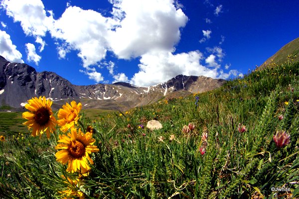 Flowers are still blooming up high.  Grays on the left, Torreys on the right.