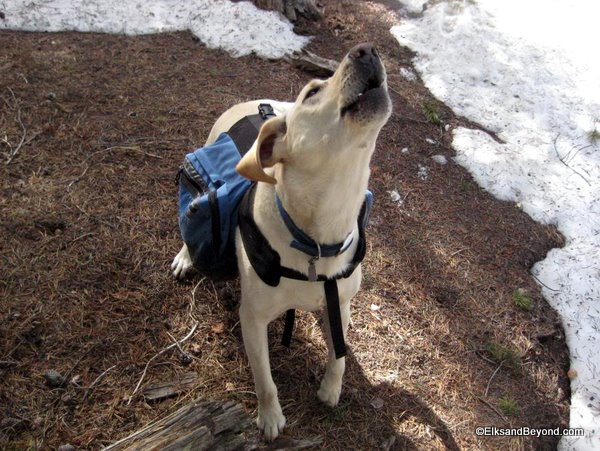 Hudson excited to be back in the backcountry.