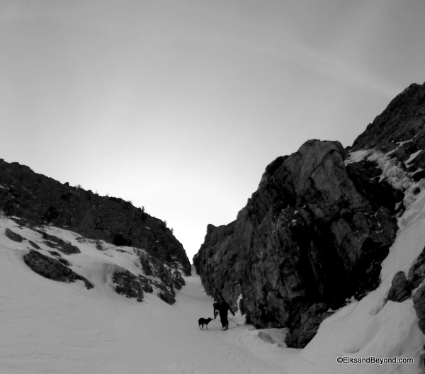 Enso is nearing the height of his climb for the day.  A small tree provided an anchor for him.  He was pissed. photo-Jordan