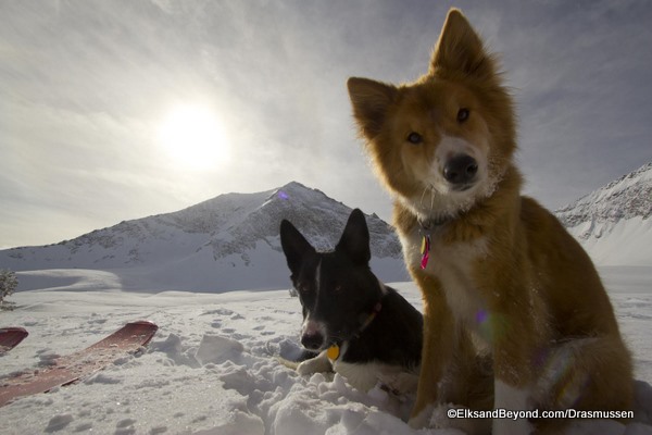 Curious Curious Dogs. Ready to get their ski on I believe.