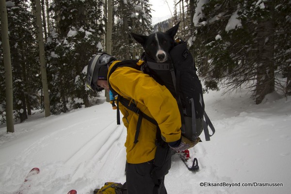 Dogs Dogs were too tired to run behind the sled...so...They got packed up.