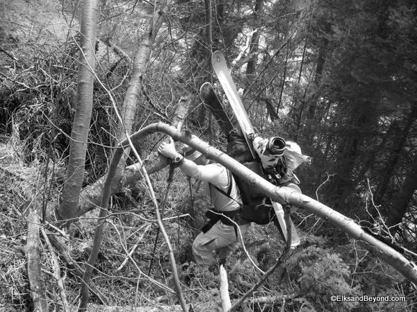 And some certain frustration with the trees across the trail.