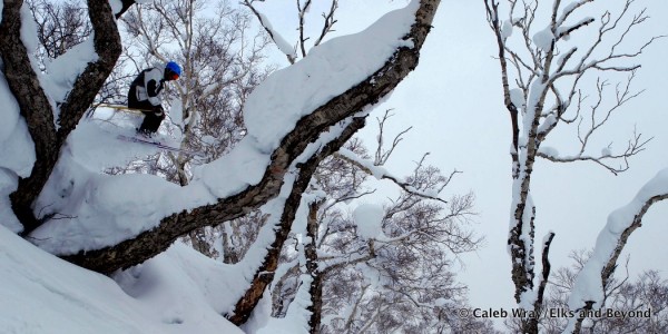 James finds a pillowy tree to jump out of.  Times are fun.