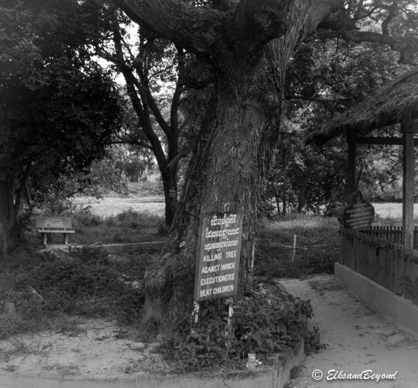 Instead of "wasting" bullets, the executioners would just smash small children and infants against this tree to insure their death.