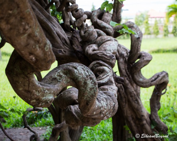A Crazy looking tree on the edge of the Killing Fields in Pnom Penh, Cambodia.
