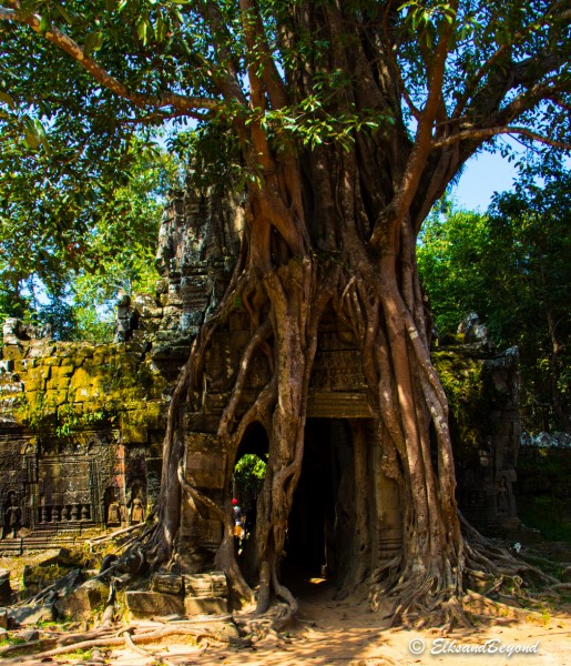 The Eastern Gopura of Ta Som being destroyed by a large tree.