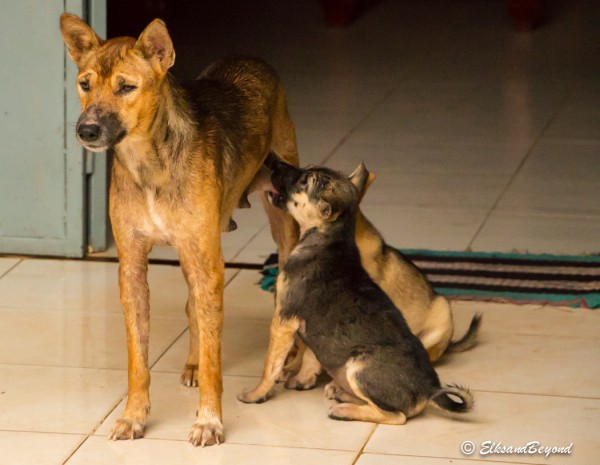 Mother and puppies staying dry on the porch of the guest house.