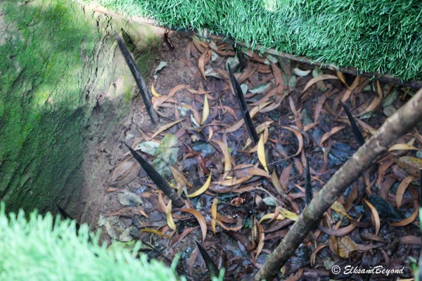 An example of what might await you at the bottom of the fall. The Viet Kong would put human feces on the ends of the stakes to ensure infection for anyone unlucky enough to be stabbed by them.