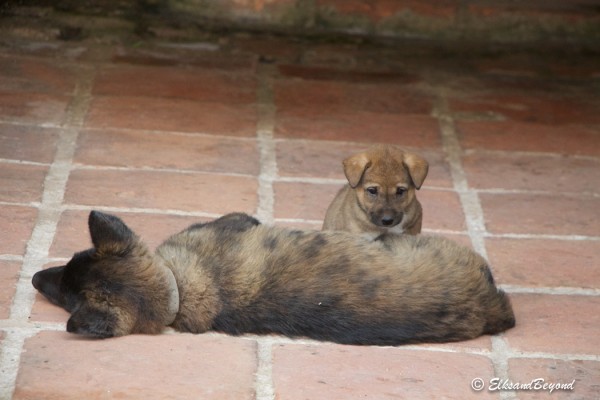 Every time we saw puppies Elisabeth insisted I snap photos.