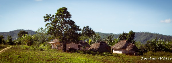 Tobacco farms along the way.