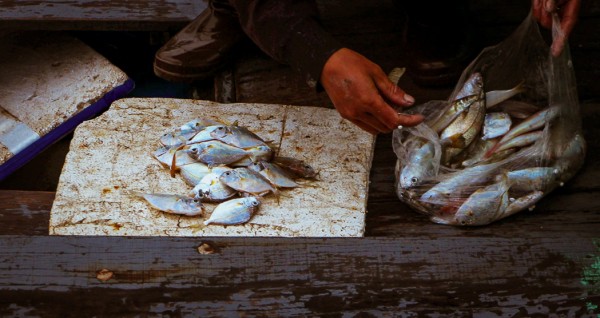 Fresh Caught fish for tonights Fish soup.