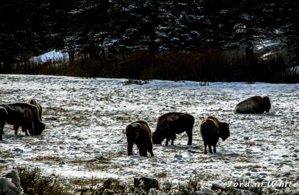 Enroute through yellowstone.