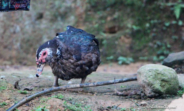 Thats a duck.  A weird looking duck.