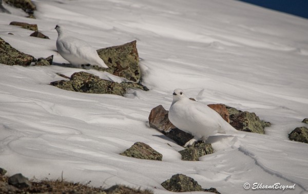 Found these little guys hanging out on the ridge.