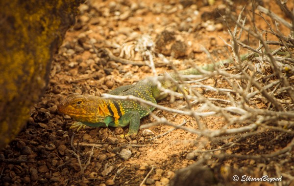 What's up little guy?  Western Collared Lizard.
